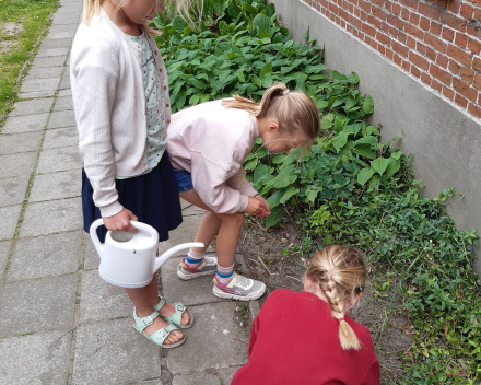 Zonnebloem pitjes planten in de tuin!!