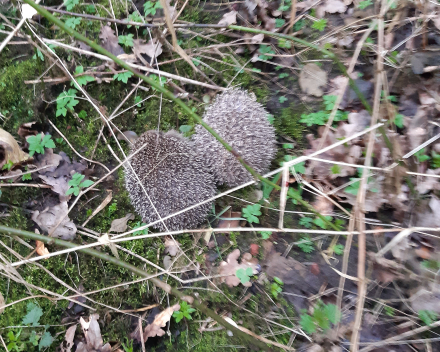 Het tweede leerjaar op uitstap naar het bos 