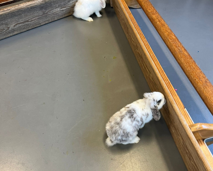Ik ben een dierenvriendje! 