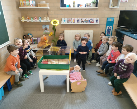 Thema kippen en kuikentjes. Kuikentjes op bezoek in de klas 🐥