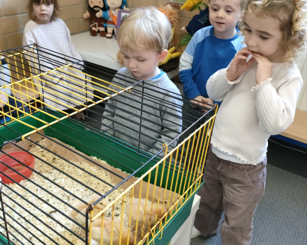 Thema kippen en kuikentjes. Kuikentjes op bezoek in de klas 🐥