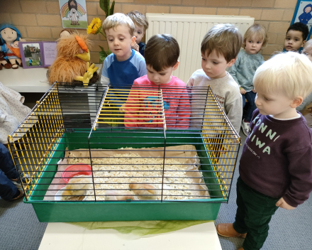 Thema kippen en kuikentjes. Kuikentjes op bezoek in de klas 🐥