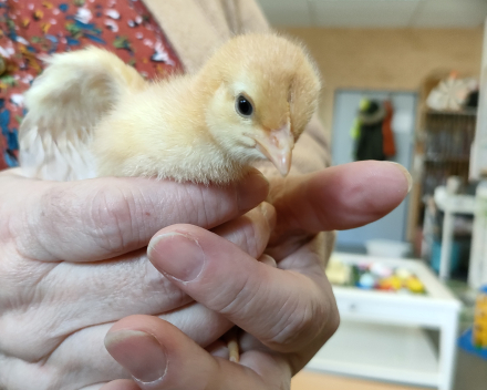 Thema kippen en kuikentjes. Kuikentjes op bezoek in de klas 🐥