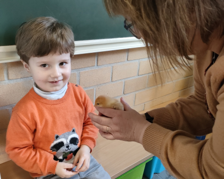 Thema kippen en kuikentjes. Kuikentjes op bezoek in de klas 🐥