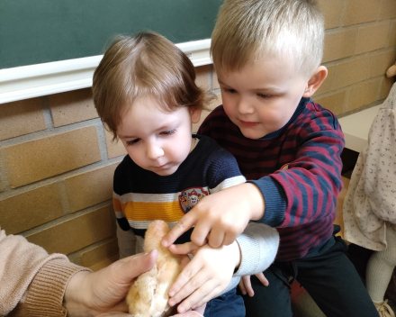 Thema kippen en kuikentjes. Kuikentjes op bezoek in de klas 🐥