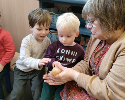 Thema kippen en kuikentjes. Kuikentjes op bezoek in de klas 🐥