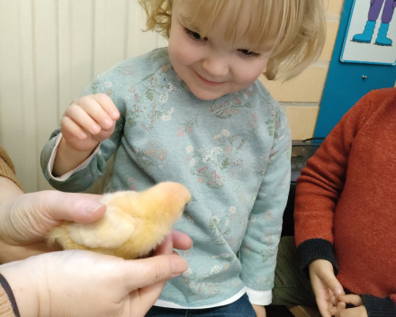 Thema kippen en kuikentjes. Kuikentjes op bezoek in de klas 🐥