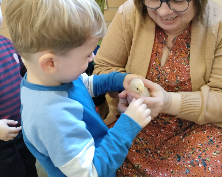 Thema kippen en kuikentjes. Kuikentjes op bezoek in de klas 🐥