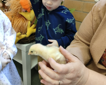 Thema kippen en kuikentjes. Kuikentjes op bezoek in de klas 🐥