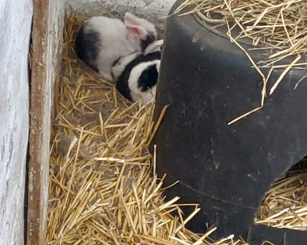 Op uitstap naar de kinderboerderij.