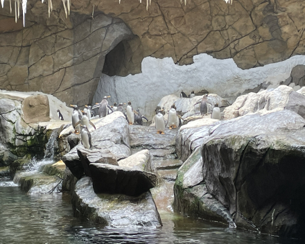 Pairi Daiza 2024