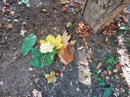 Herfst... bos... natuurwandeling... 