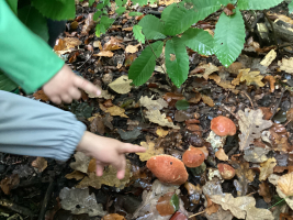 We beleven het bos met al onze zintuigen.