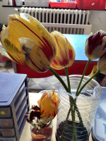 Experiment: tulpen laten verkleuren 👀